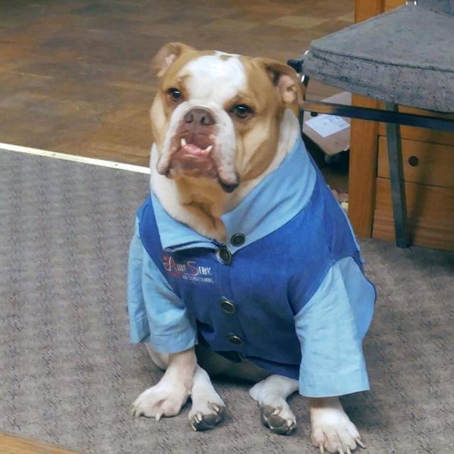 Our favorite little office dog, Mattie, in uniform.