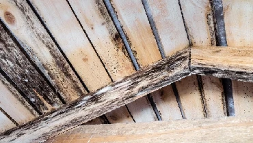 Wood in attic rotting due to moisture and development of mold.