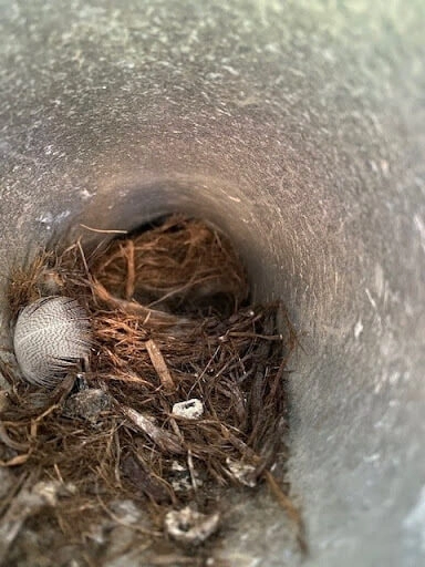 Dryer Vent Before Cleaning