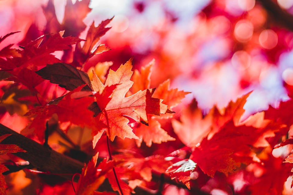 Red orange leaves on a tree