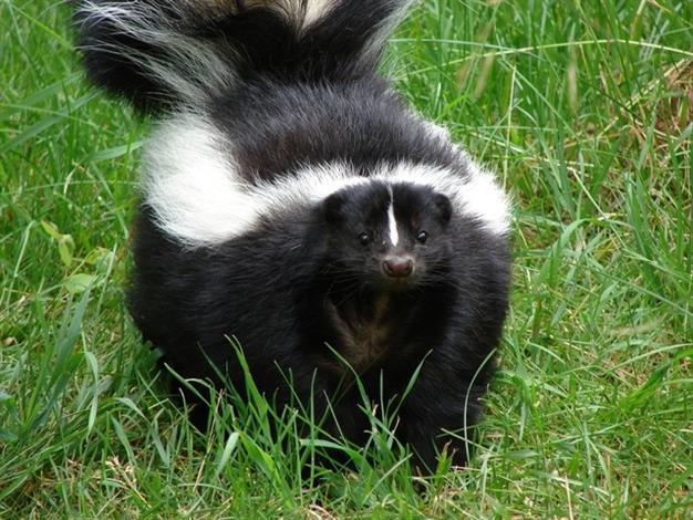 Skunk in grass