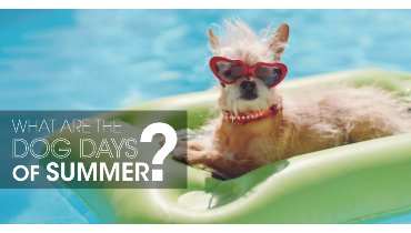 Dog on pool raft with text: "What are the dog days of summer?"