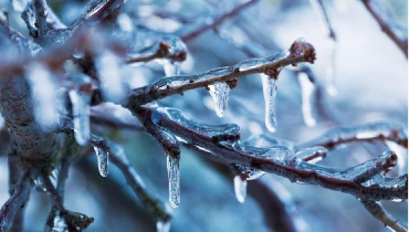 Icicles on tree branches 