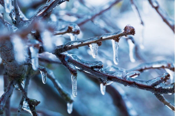 Icicles on tree branches 