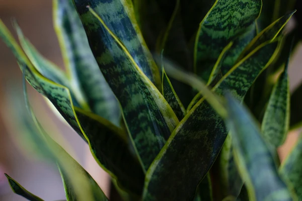 Close up of green plants