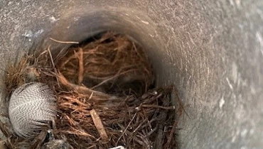 Dryer Vent Before Cleaning